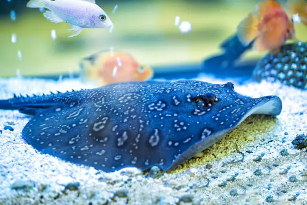 Blue spotted Stingray. Taeniura lymma