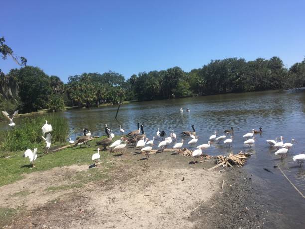 istock flying white birds and oak trees in the swamp 898021414