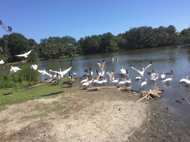 istock flying white birds and oak trees in the swamp 898021520