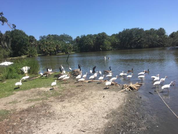istock flying white birds and oak trees in the swamp 898021650