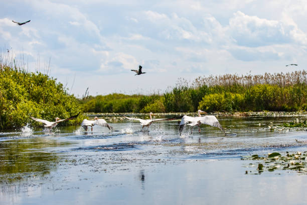istock Flying birds and aquatic plants in Danube Delta 898056876