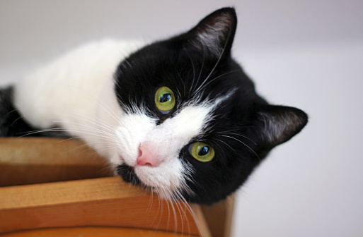 cute black and white cat with green eyes lying on a wooden cupboard, looking down from above