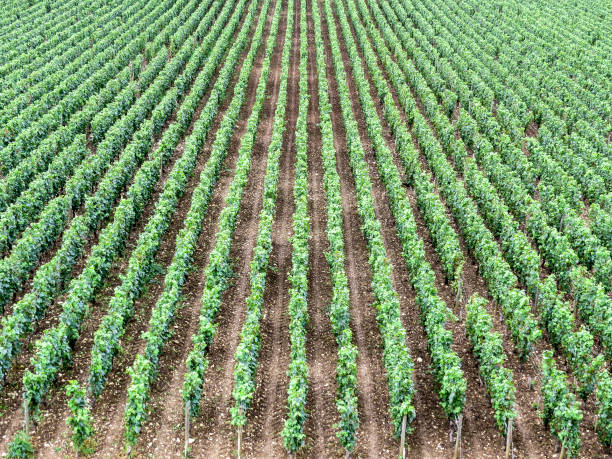 istock view of the vineyard just outside Meursault 898066542