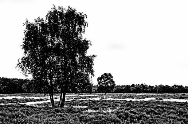 istock Monochrome image of heathland in the Netherlands 898070272
