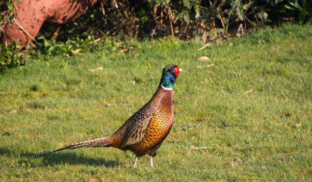 istock Male Pheasant in Garden 898073716
