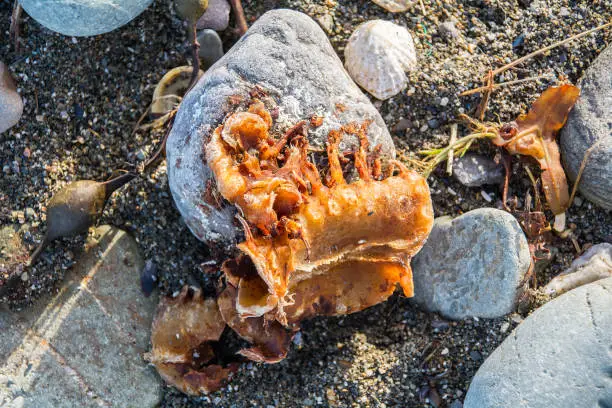 Photo of Remains of rotting Crab on seashore