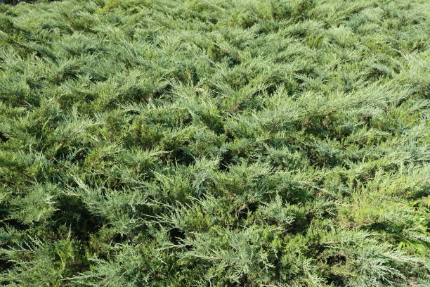 istock Green leafage of savin juniper in the garden 898084428