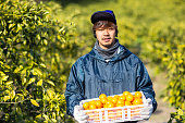 農場のスモール ビジネス所有者彼の柑橘類の農場で収穫されたみかんを保持