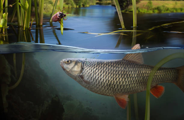 낚시입니다. 물 아래 물고기 걸이의 클로즈업 샷 - freshwater fish 뉴스 사진 이미지