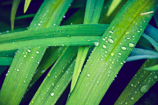 istock sharp green leaves in drops of dew 898095940