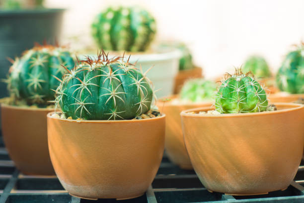 Closed up cactus in flower pot show nature concept
