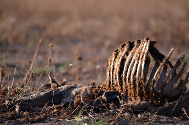 istock Sheep skeleton in dry field 898102840