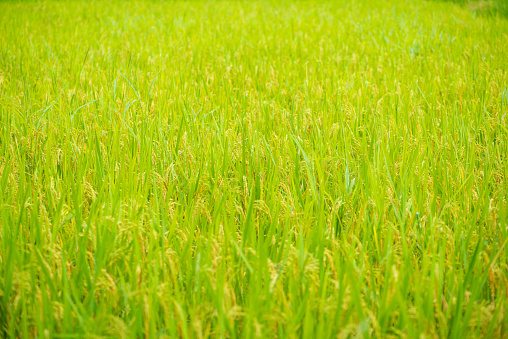 Paddy rice shoots