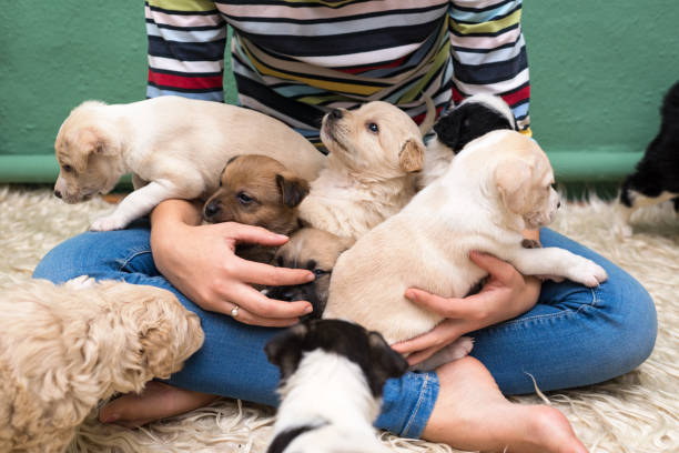 Woman playing with puppies Young woman playing with puppies on the carpet at home. young animal stock pictures, royalty-free photos & images