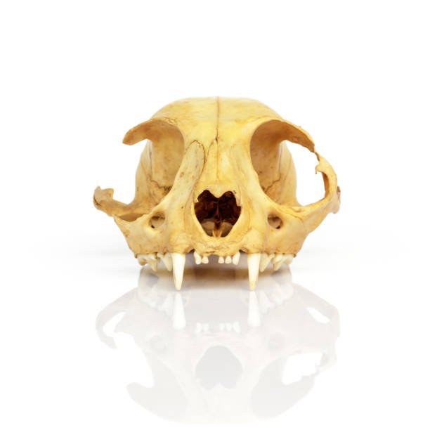 istock Monkey's skull on a white background. Skull isolated. 898111062