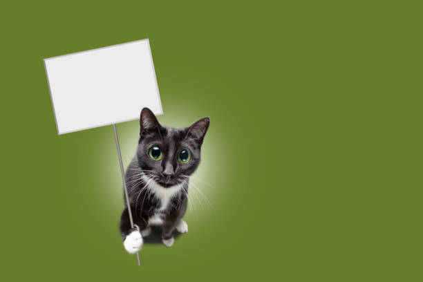 A black and white cat with large eyes holding a blank sign in the paw.