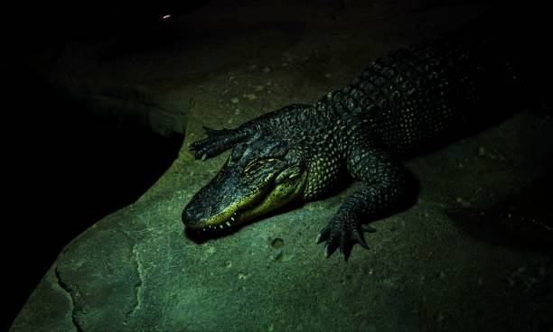istock An Australia alligator lying on floor at zoo 898116884