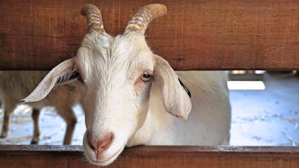 istock Goat poke it head through fence 898116944