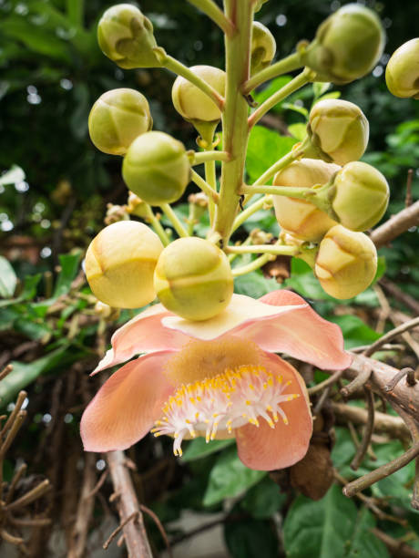 istock Pollen of Salween Flower Blooming 898117334