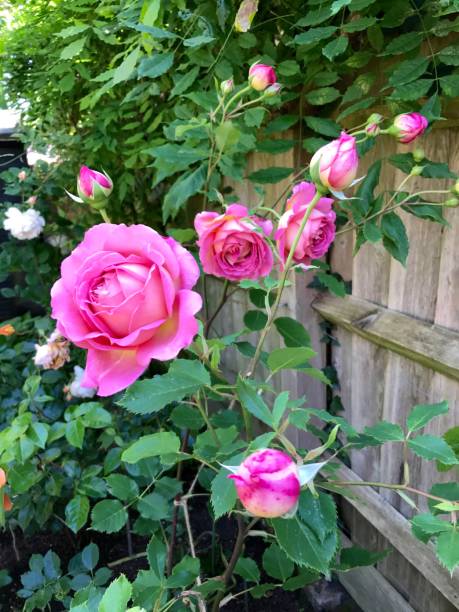 английский коттеджный сад - morgan rose стоковые фото и изображения