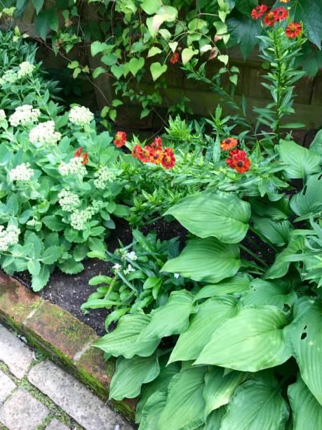 istock An English cottage garden 898121994