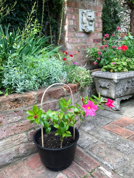 An English cottage garden Amersham, UK - 2017: My cottage garden. These colourful pictures  of the garden we created and the house where we live for last 7 years were taken through the flowering season between May and August 2017. They show a variety of plants and flowers as well as traditional features like wooden fence, cobbled path, stone wall, metal railing, garden furniture, etc. amersham stock pictures, royalty-free photos & images