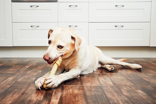 Dog with bone. Cheerful labrador retriever biting large bone for dental heath in the home kitchen.