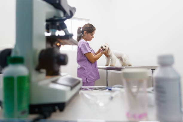 istock Veterinary Visit In Clinic With Vet And Sick Dog 898129274