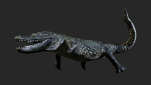 istock green American alligator 898133732