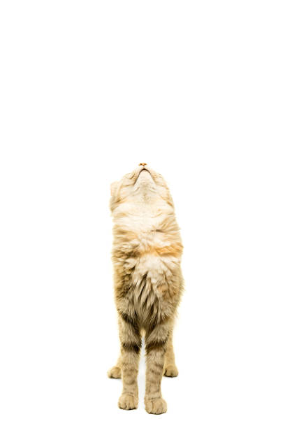 istock Turkish Angora cat isolated in white 898134080