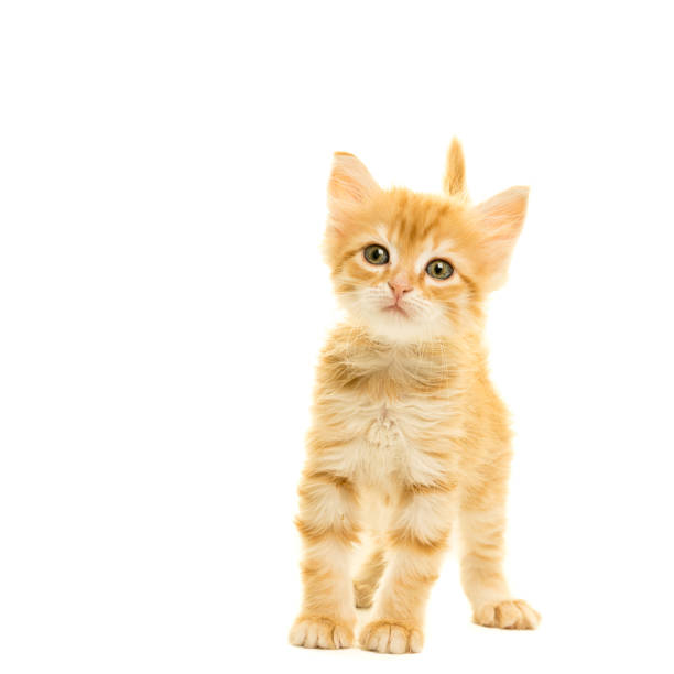 istock Tabby turkish angora cat kitten looking at the camera isolated on a white background 898137608