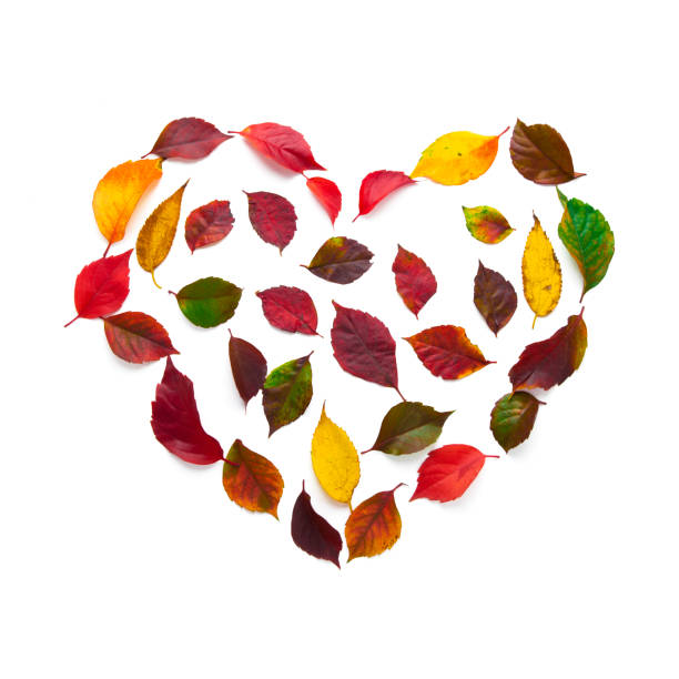 Heart symbol made of dried flowers and autumn leaves