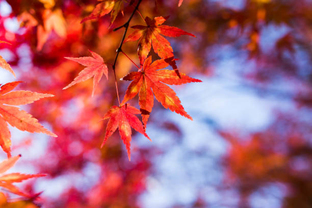 istock Red maple leaves in Autumn season, take from Japan 898140792