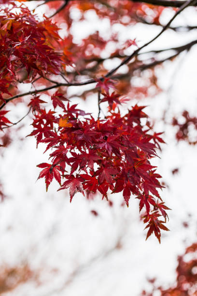istock Red maple leaves in Japan 898140958