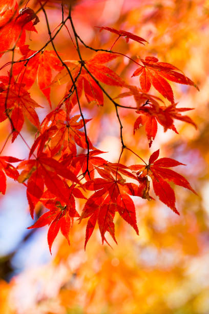 istock Red maple leaves in Autumn season, take from Japan 898141026