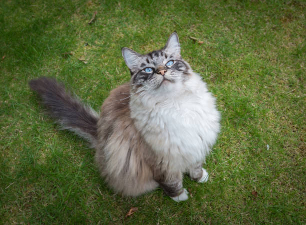 istock Ragdoll Cat Outdoor Portrait 898145788