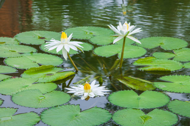 istock The beautiful white lotus flower 898146140