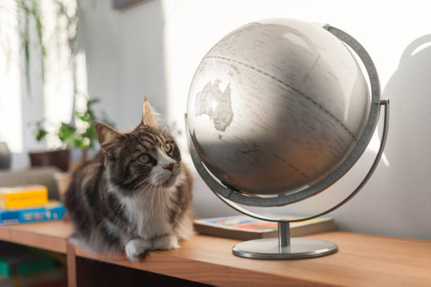 Cat looking at an earth globe stock photo