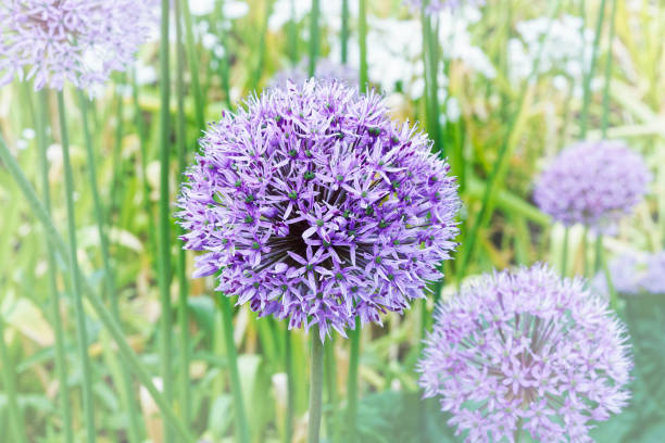 istock Purple Alium flower 898149544