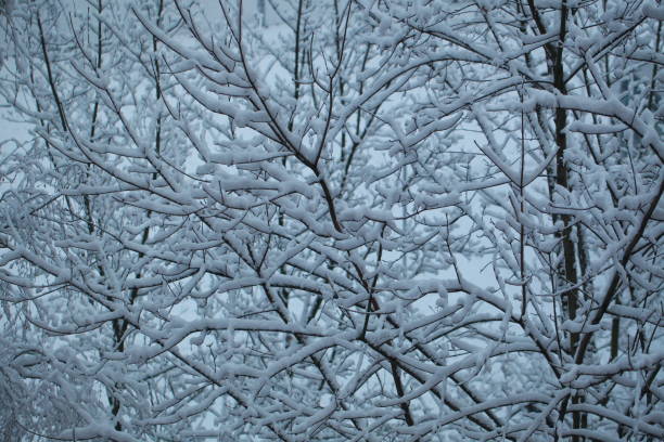istock trees under the snow in the city 898149680