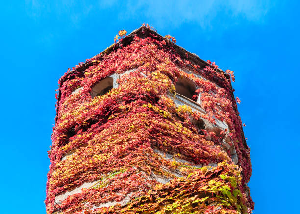 istock Ivied tower in Ravello village 898149970