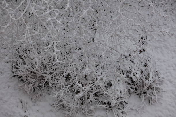 istock trees under the snow in the city 898149972