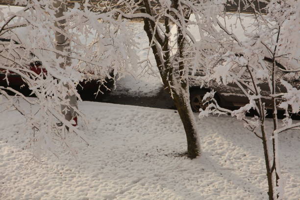 istock trees under the snow in the city 898150096