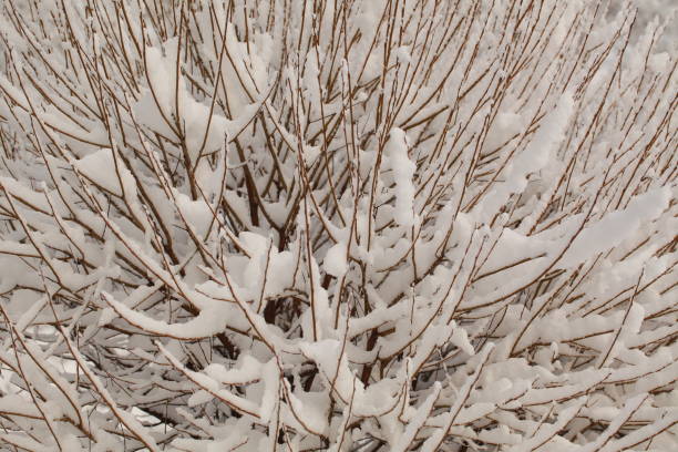 istock trees under the snow in the city 898152316