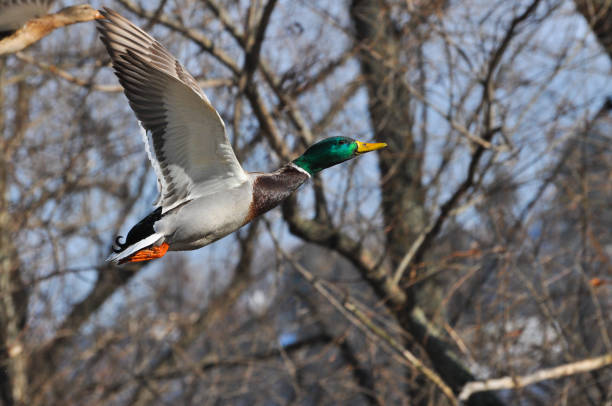 istock Male mallard duck flying on the quay 898152332