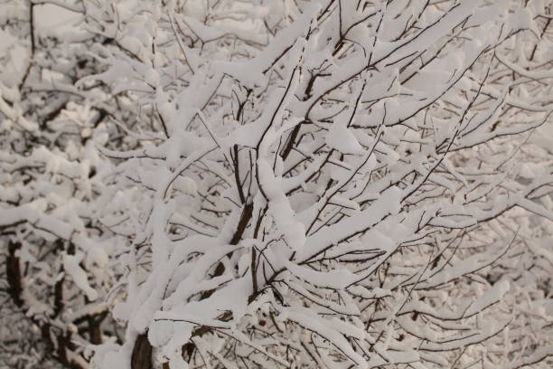 istock trees under the snow in the city 898152490