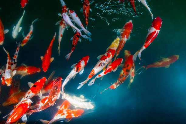 istock Fancy Carp or Koi Swim swimming in the pond 898152848