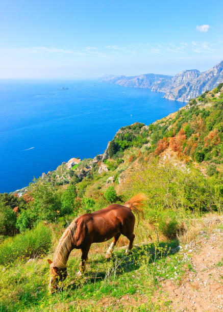 Horse on Path of Gods at Positano and Tyrrhenian sea Horse on Path of Gods at Positano and Tyrrhenian sea, Amalfi coast, Italy praiano photos stock pictures, royalty-free photos & images