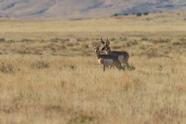 istock Pronghorn Antelope Rutting 898160088