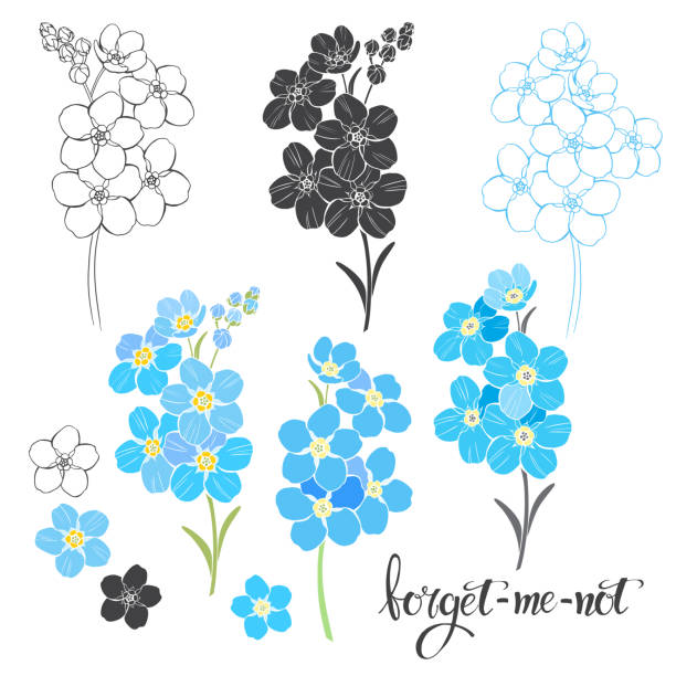 ilustrações de stock, clip art, desenhos animados e ícones de forget-me-nots. floral vector set. isolated hand-drawn illustrations on white background. different elements for design. - miosótis